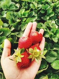 Midsection of person holding strawberry
