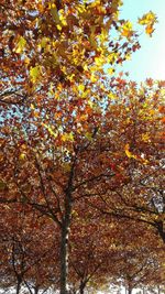 Low angle view of trees