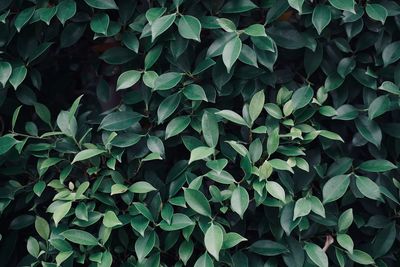 Full frame shot of plants growing on field