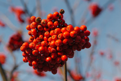 Low angle view of red currants on tree