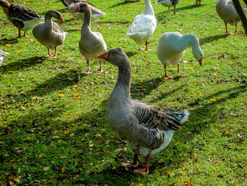 Bird on grassy field