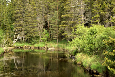 Reflection of trees in water