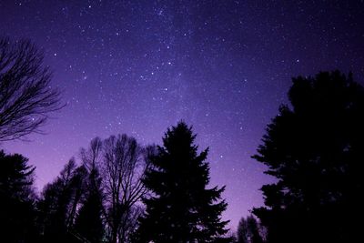 Silhouette of trees under starry sky