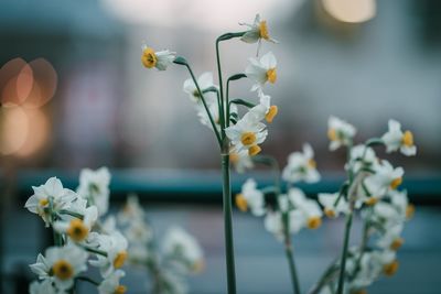 Close-up of white flowering plant