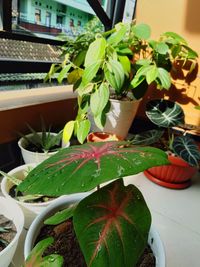 Close-up of potted plant on table