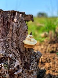 Close-up of mushroom growing on tree trunk