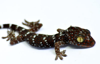 Close-up of a lizard on white background