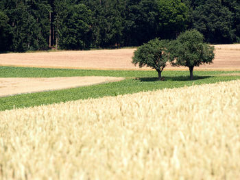 Tree on field