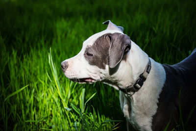 High angle view of dog looking away on field