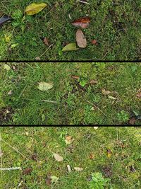 High angle view of mushroom growing on field