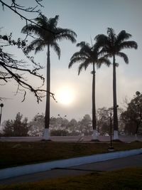 Palm trees against sky