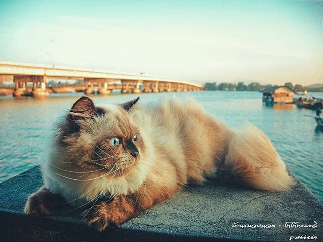 pets, domestic animals, animal themes, one animal, mammal, water, domestic cat, sky, sitting, dog, relaxation, cat, looking away, whisker, sea, river, focus on foreground, day, outdoors, transportation