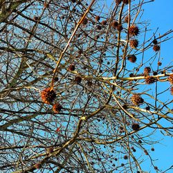 Low angle view of bird perching on tree against sky