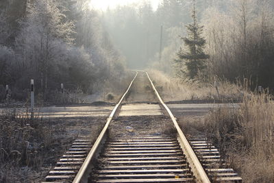 Railroad tracks amidst trees