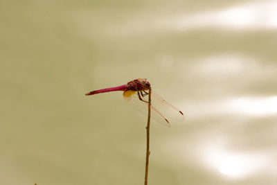 Close-up of dragonfly on flower