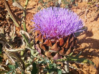 Close-up of thistle blooming on field