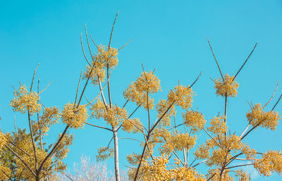 Low angle view of flowering plants against clear blue sky