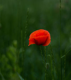 A single red poppy plant on the green meadow