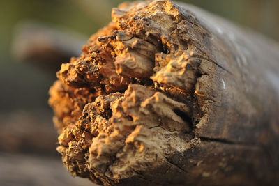 Close-up of tree stump
