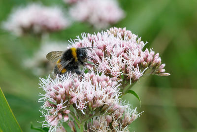 Close-up of bee pollinating on pink flower