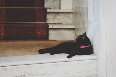 Black dog sitting on floor