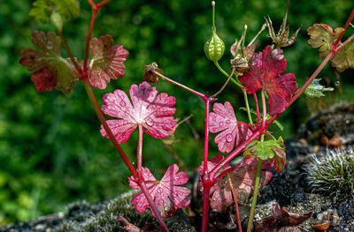 Close-up of red flowering plant