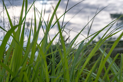 Close-up of crops growing on field