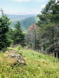 Scenic view of forest against sky