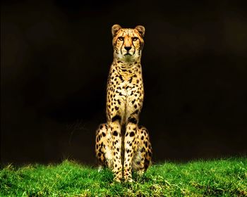 Portrait of cat on field