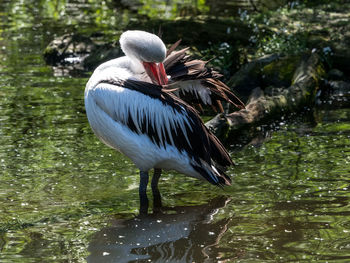 Bird perching on a lake