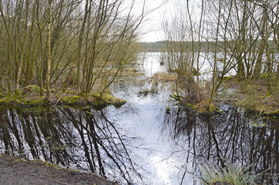 Reflection of bare trees in lake