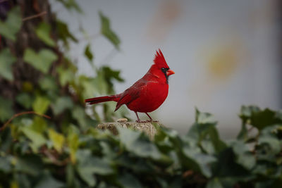 Close-up of bird perching on red leaf