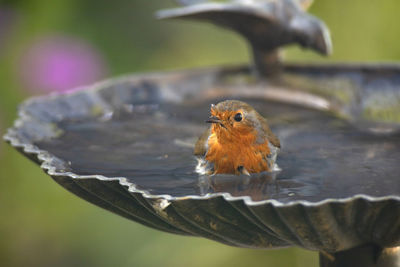 Close-up of a bird