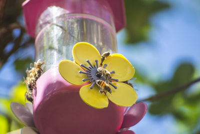 Close-up of insect on yellow flower