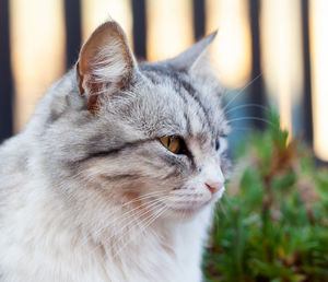 Close-up of a cute grey fluffy striped cat head side view.