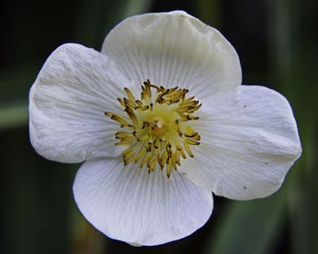 Close-up of white flower blooming outdoors