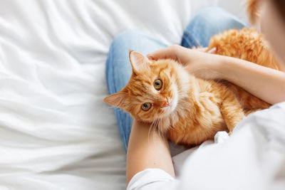Cute ginger cat on woman hands. fluffy pet comfortably settled. cozy home, copy space.