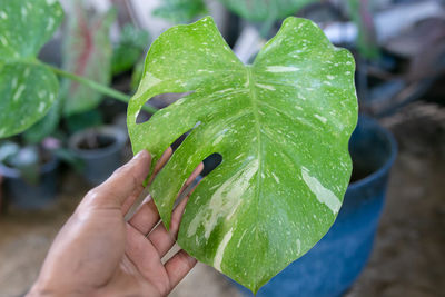 Close-up of hand holding leaves