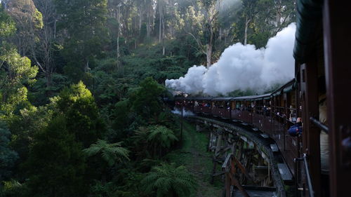 Panoramic view of train in forest