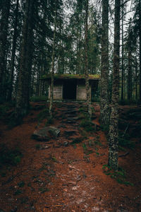 View of trees in forest