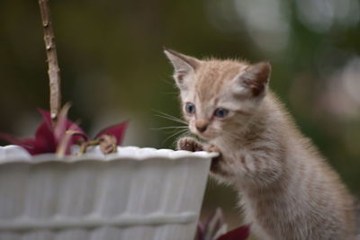 cat