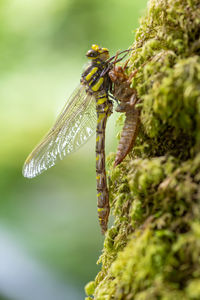 Macro shot of a golden ringed dragonfly molting