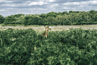 Deer amidst plants against forest