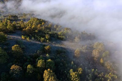 Aerial top down view of autumn misty forest canopy by drone