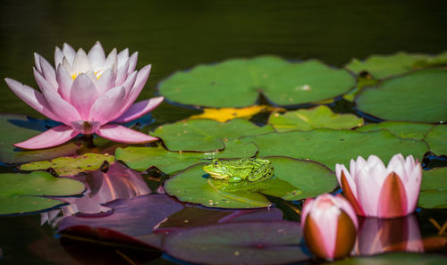 A beautiful common green water frog enjoying sunbathing in a natural habitat at the forest pond. 