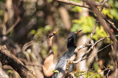 Close-up of birds perching on tree