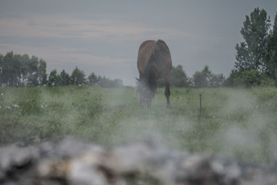 View of sheep on field