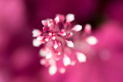 Close-up of pink flower