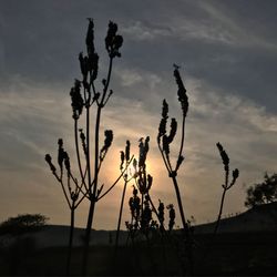 Silhouette tree against sky during sunset