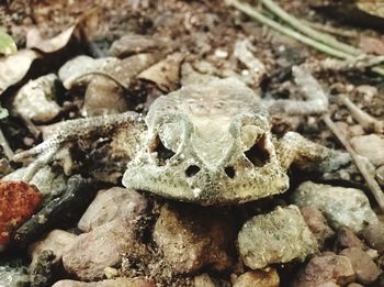 Close-up of frog on rock